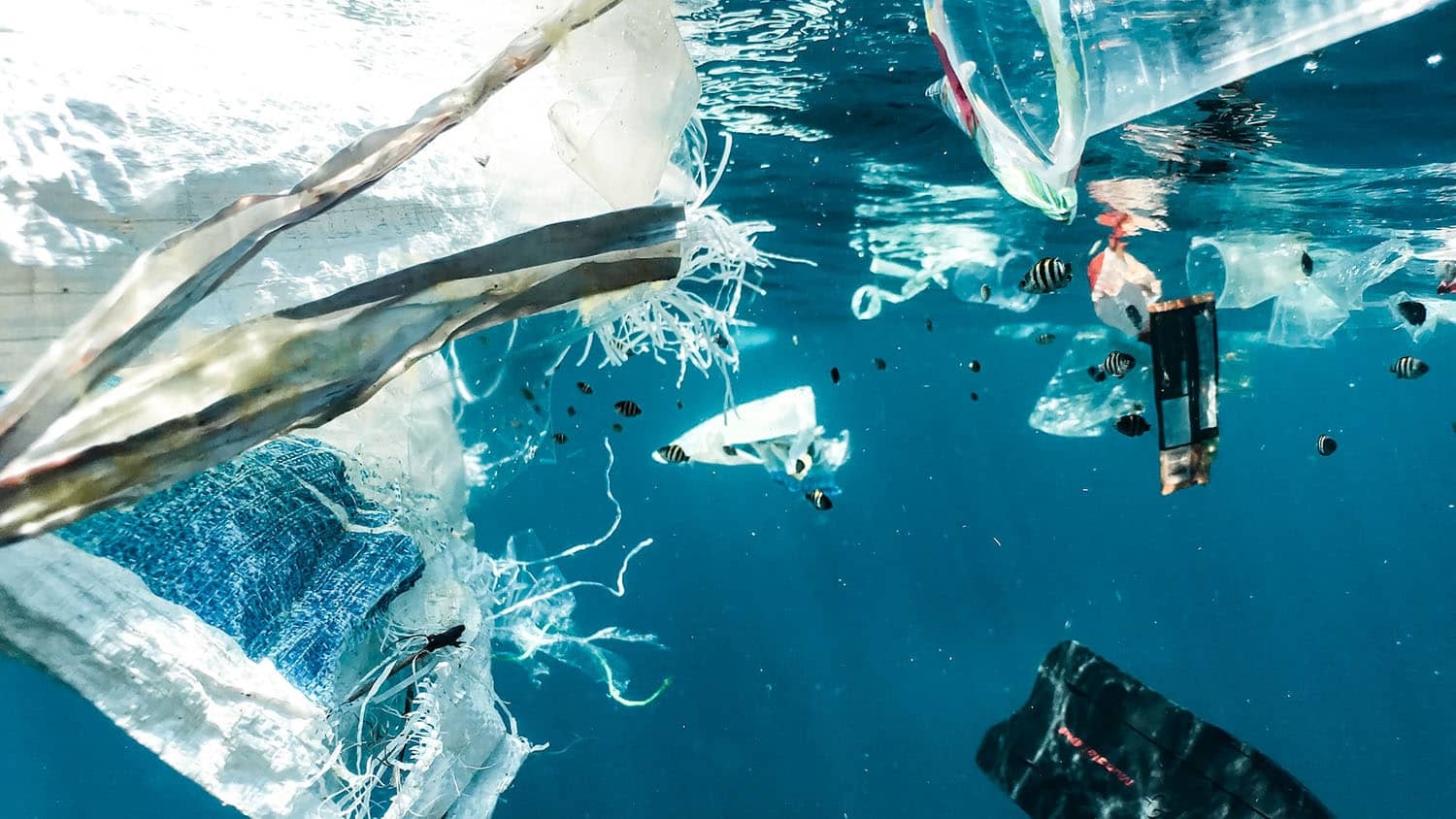 plastic fibers and debris float in blue ocean water with fish swimming nearby