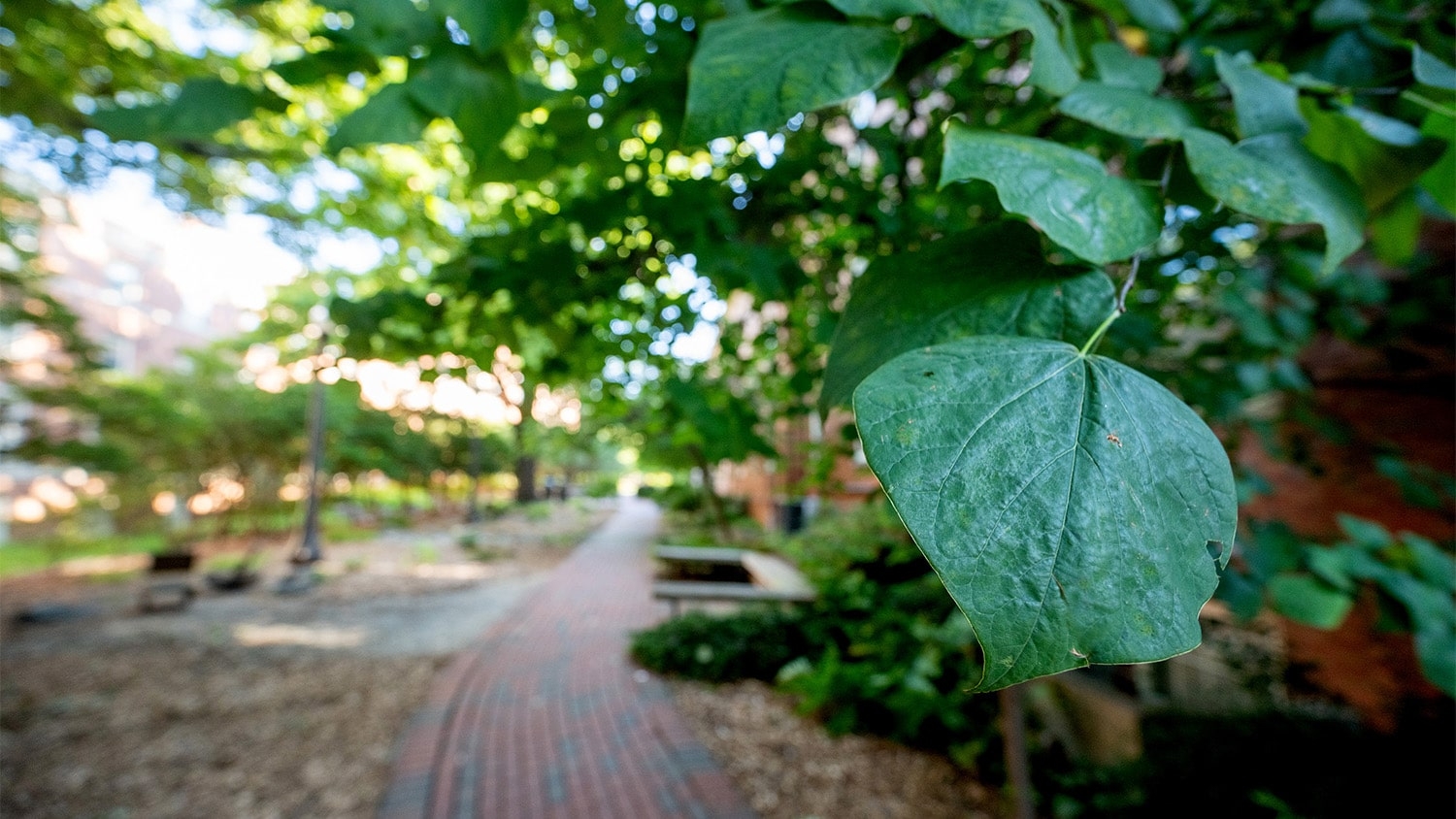 A brick path leading to the Artists' Backyard, surrounded by greenery