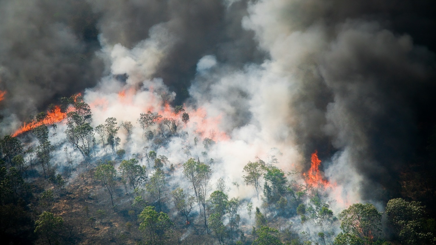 Flames and smoke curtain of a forest fire in the Brazilian Amazon. - Wildfires: Expert Answers to Your Burning Questions - College of Natural Resources News NC State University