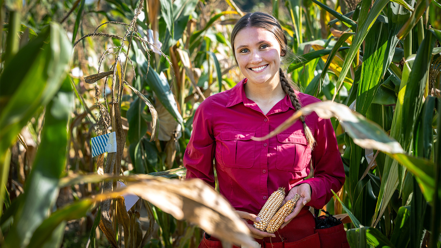 Student in a corn field holding two corn cobs.