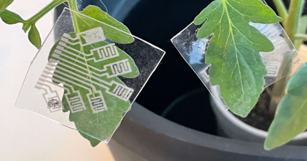 VOC sensor on plant
