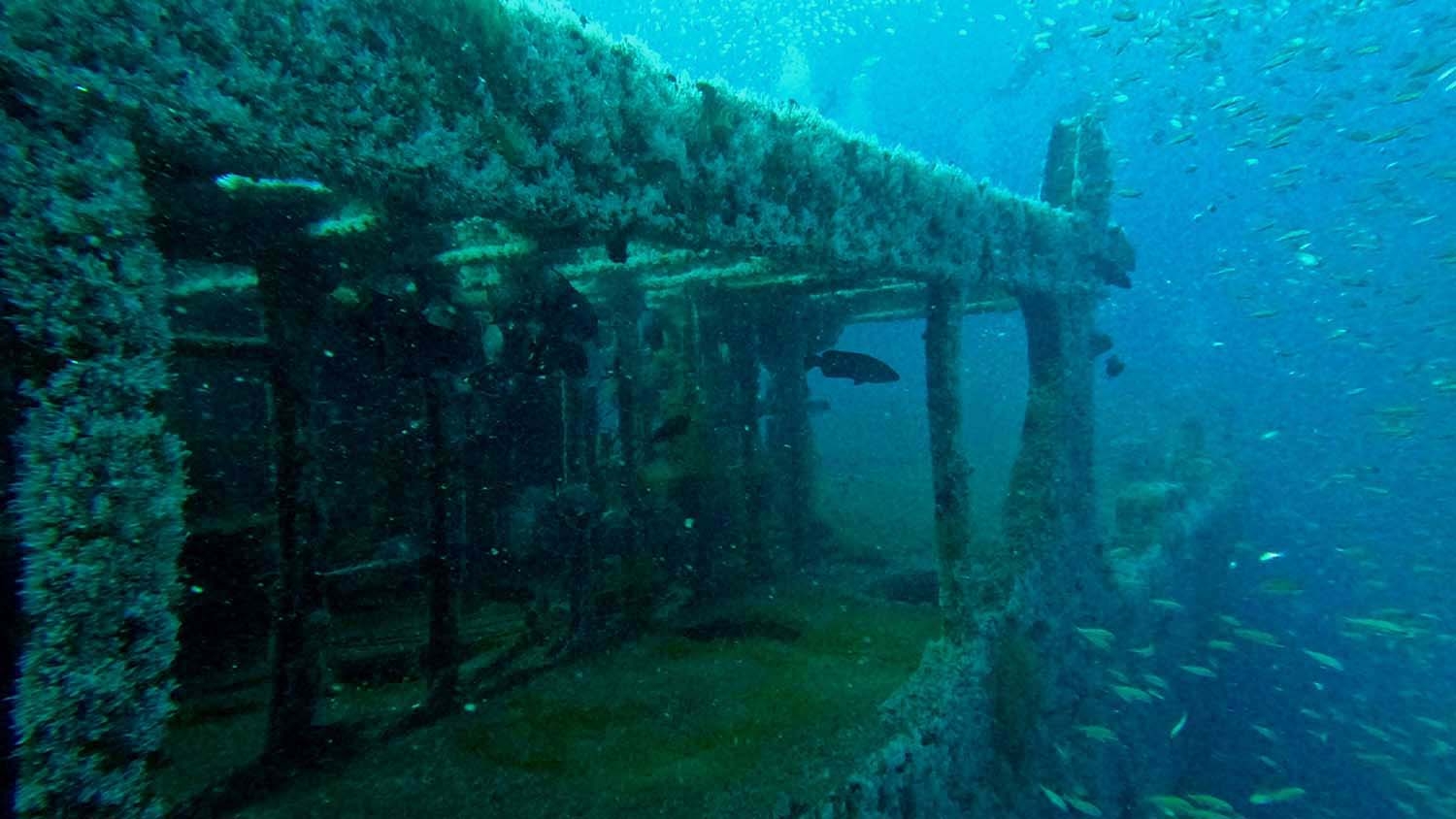 fish swim among the wreckage of a sunken ship in the Atlantic ocean