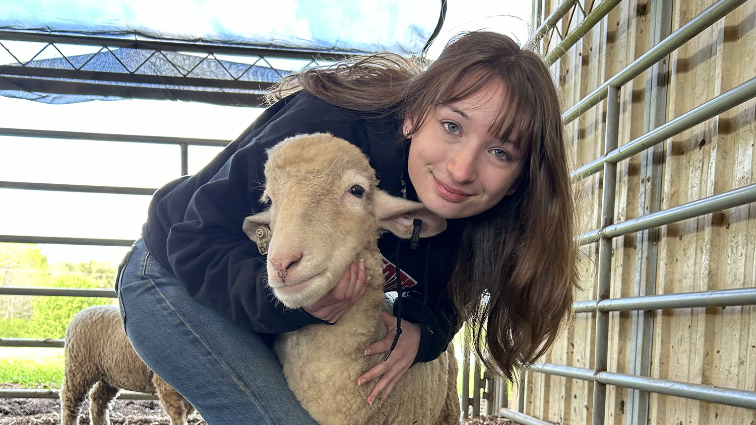 a woman puts her arms around a sheep in a hug