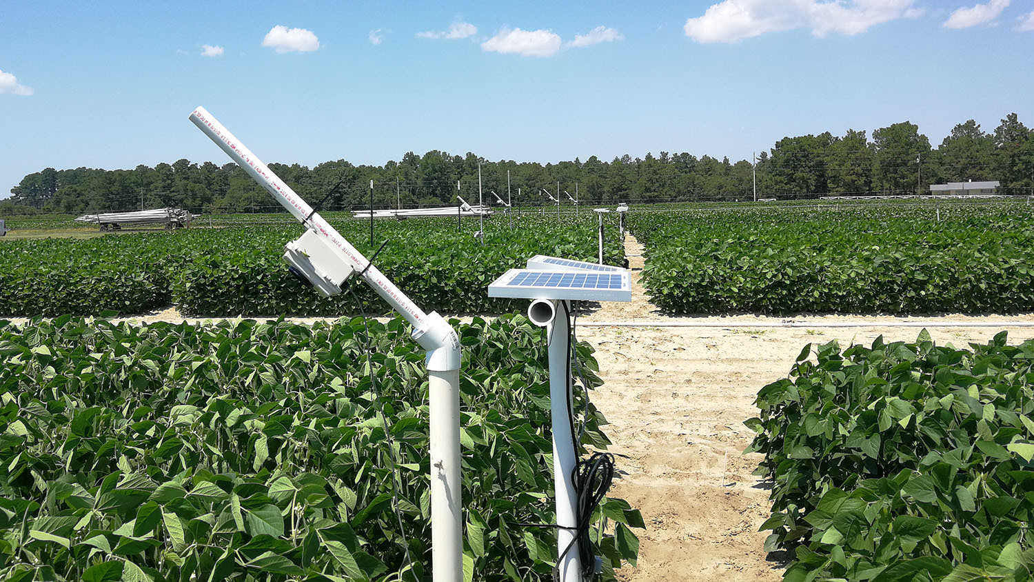 solar powered cameras in a soybean field