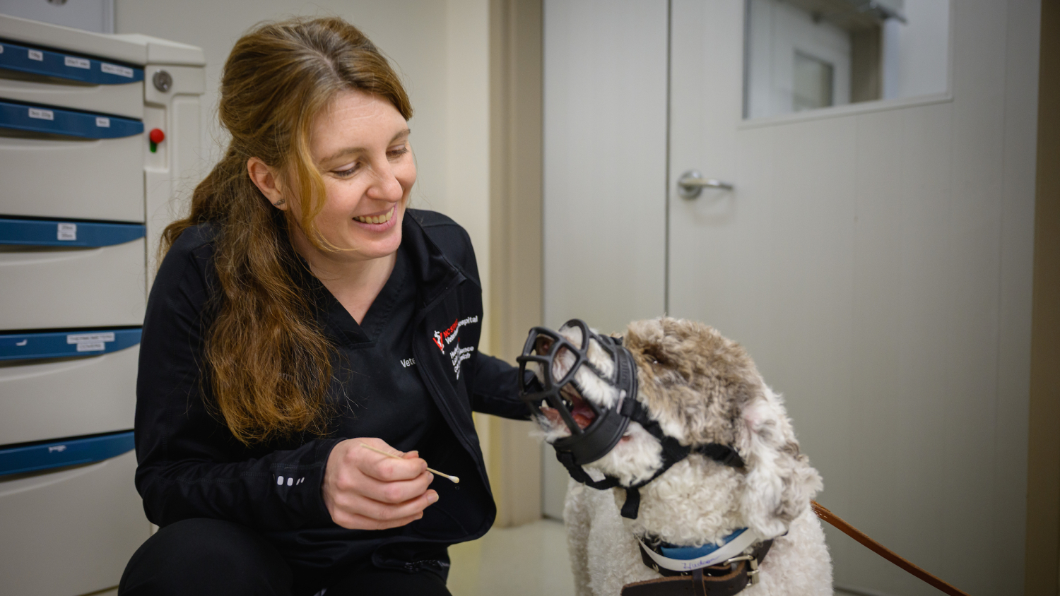 Dr. Ina Herrmann, in black NC State scrubs, works with Hudson, a brown and white dog wearing a muzzle, during a recent checkup.