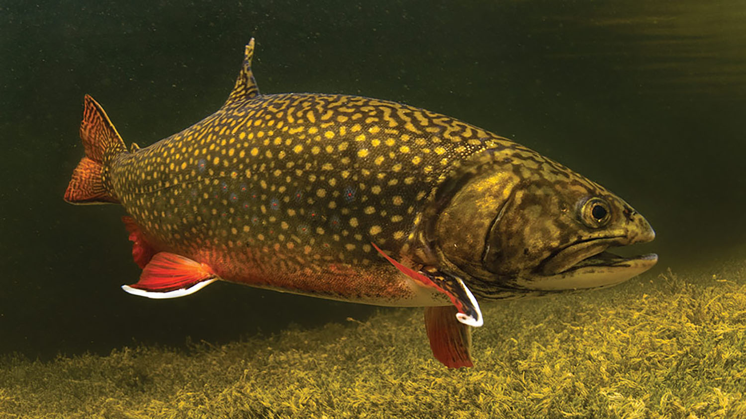 an underwater image of a golden spotted fish with orange fins