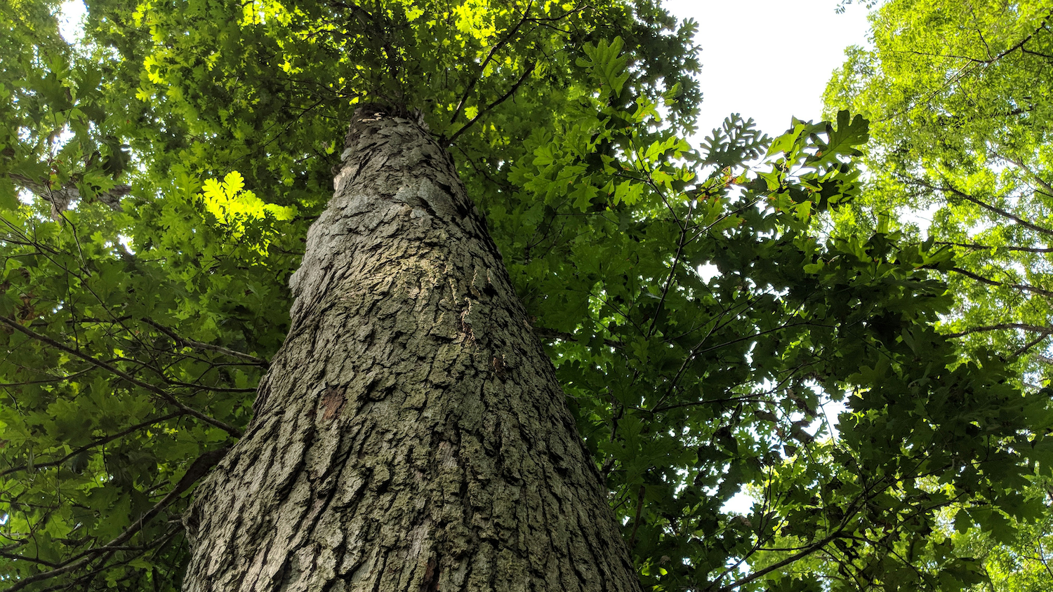 Upward view of a tree trunk with a canopy of green leaves and dappled sunlight.