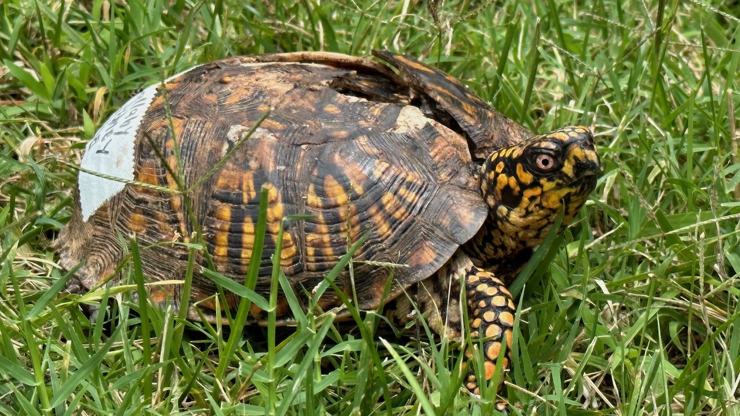 An injured turtle standing in grass, with tape on the back of its shell to help it heal.