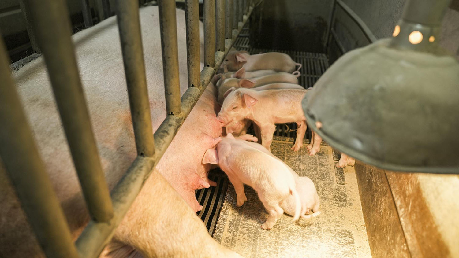 piglets nursing on a sow under a warming lamp