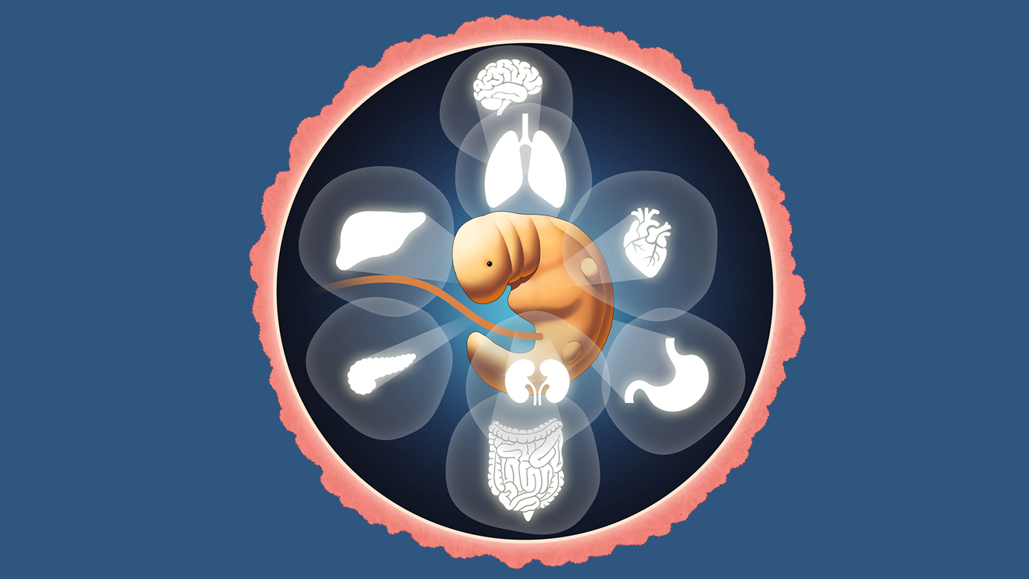 A conceptual illustration of organs developing inside an embryo.