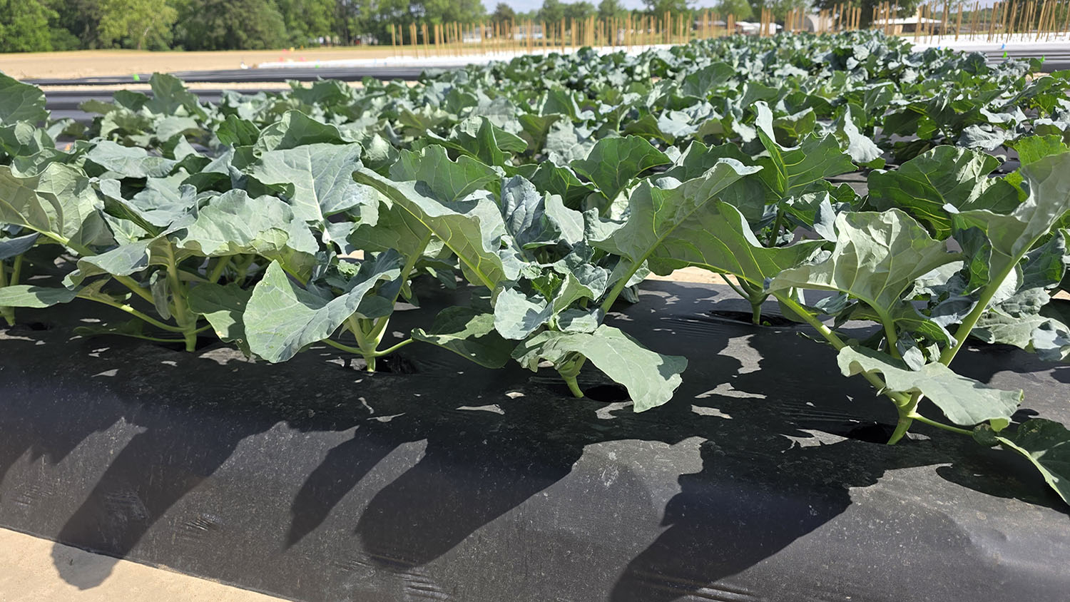 leafy vegetables growing in mounded beds on a row crop farm