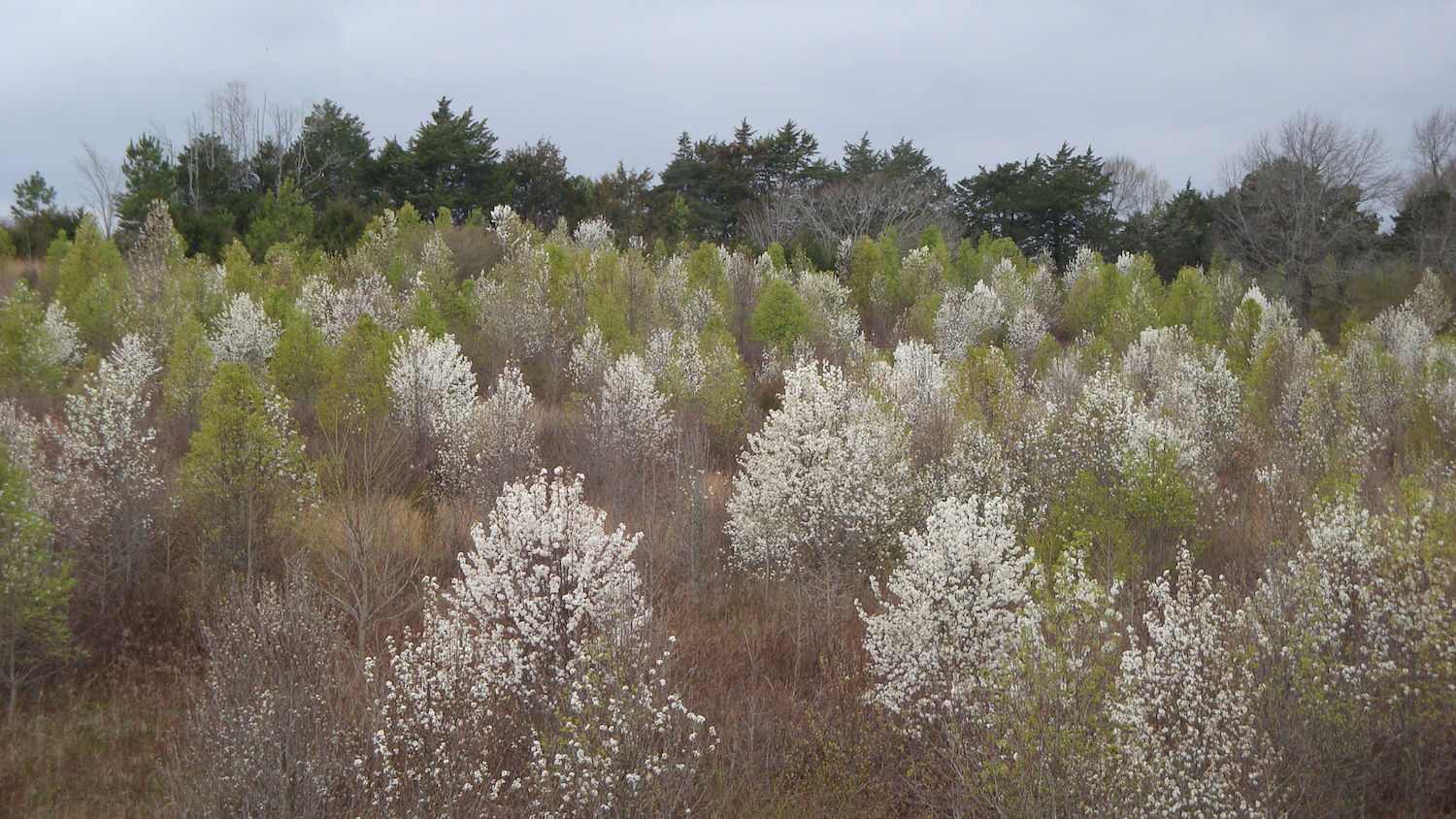 A field of white-blossomed trees with a backdrop of taller evergreen trees under a cloudy sky.
