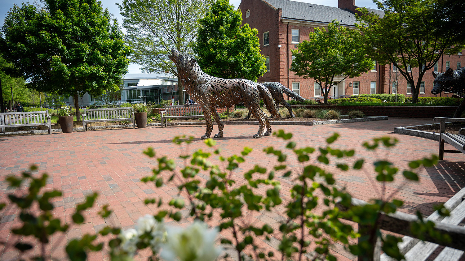 Spring arrives at Wolf Plaza on main campus.