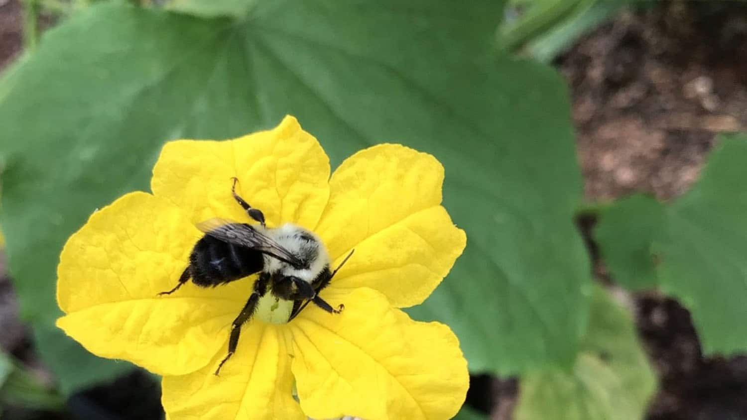 photo shows a bumble bee resting on a yellow flower