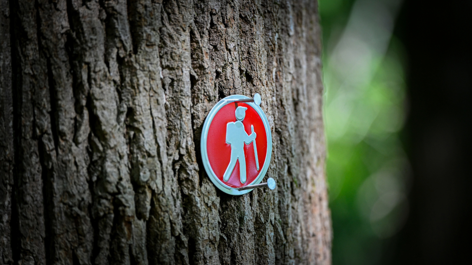 A sign showing a man walking is attached to a tree.