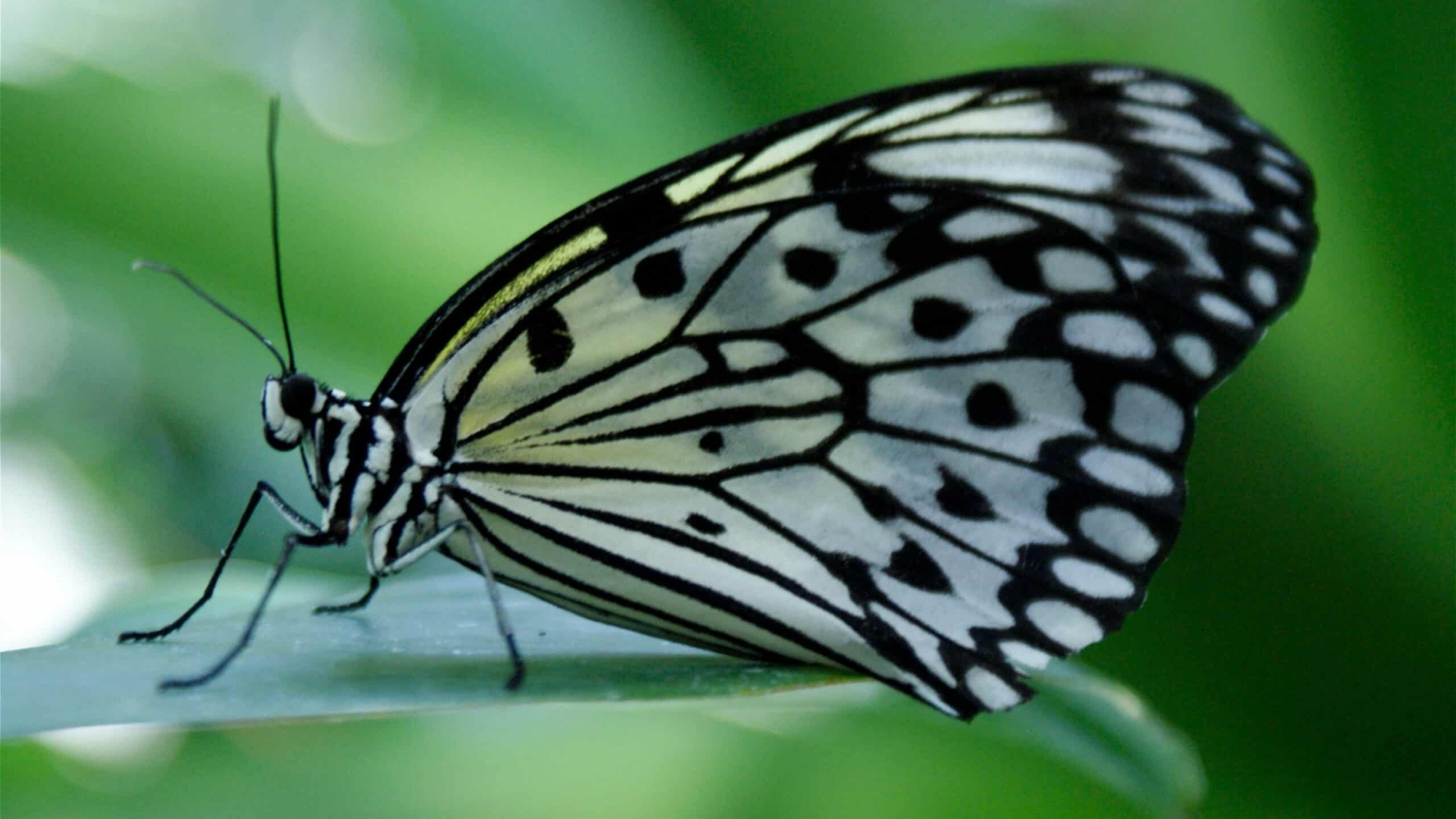 A paper kite butterfly sits on a leaf