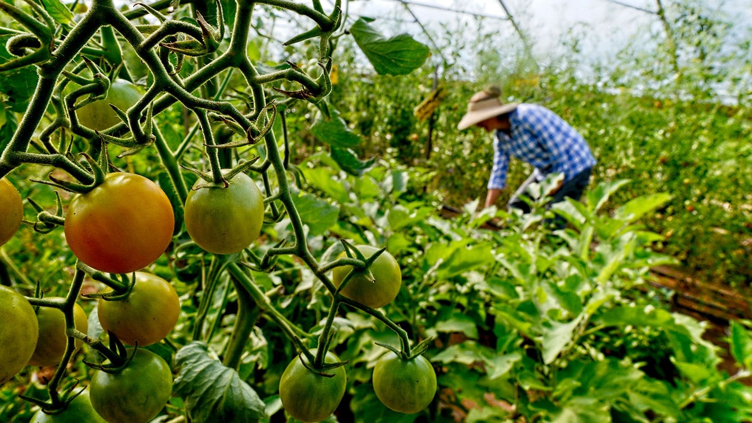 Close-up photo of a tomato plant in a farm field