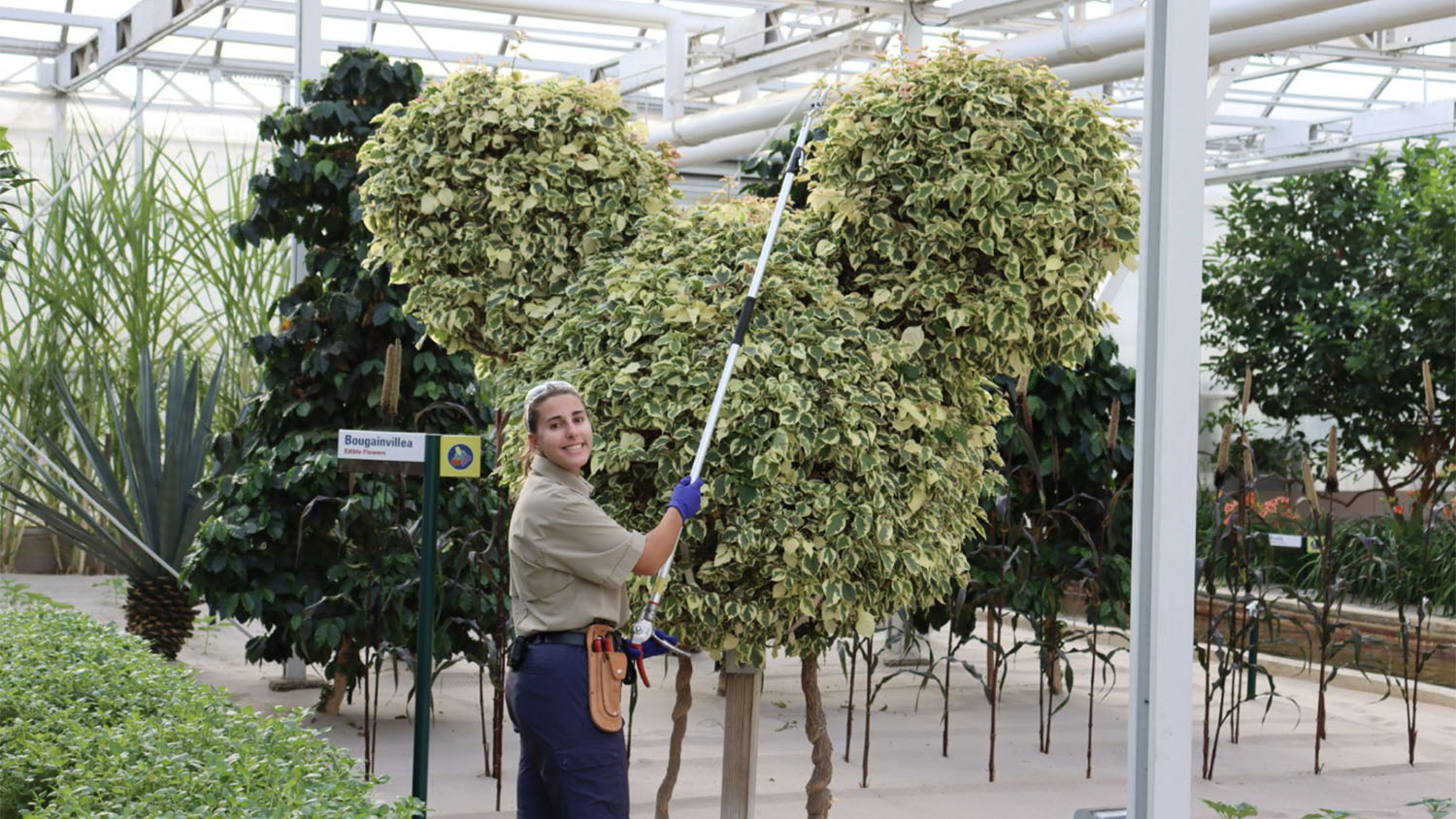 a woman uses a pole trimmer to cut a tall plant into a mickey mouse shaped head