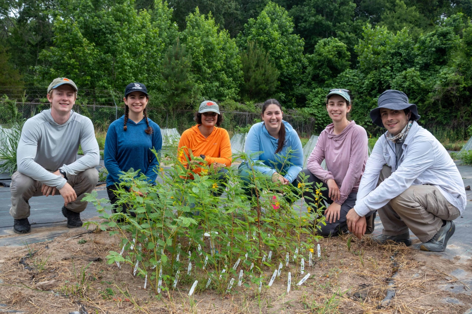 A group of people kneel around a patch of green plants with yellow flowers.