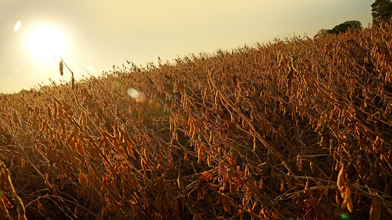 The setting sun shines on a field of soybeans.