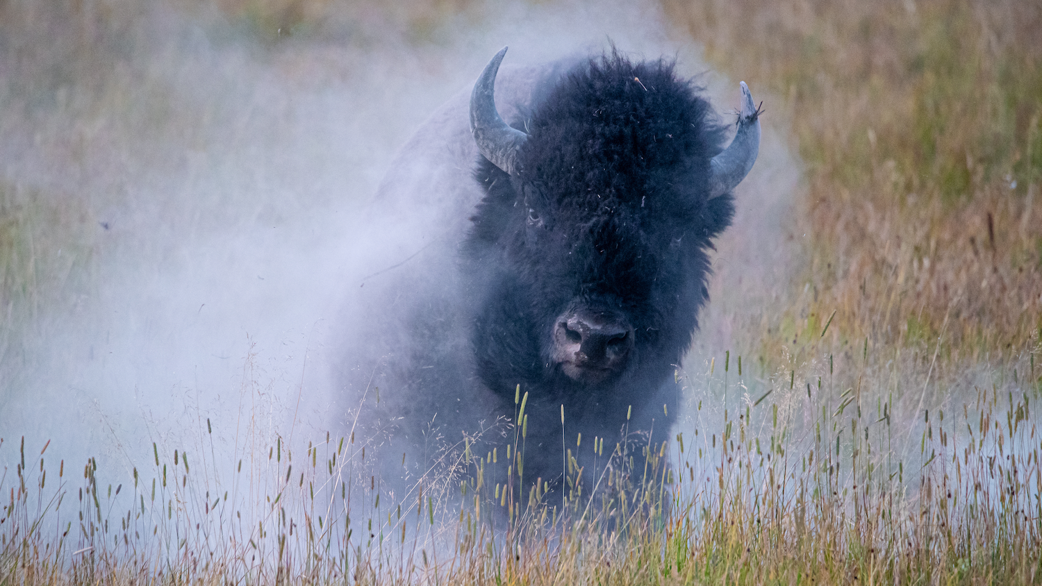 A bison stands in tall grass surrounded by mist or dust, facing directly toward the camera.