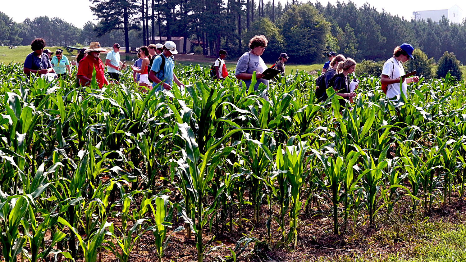 A group of teachers examine stalks in a cornfield and take notes.