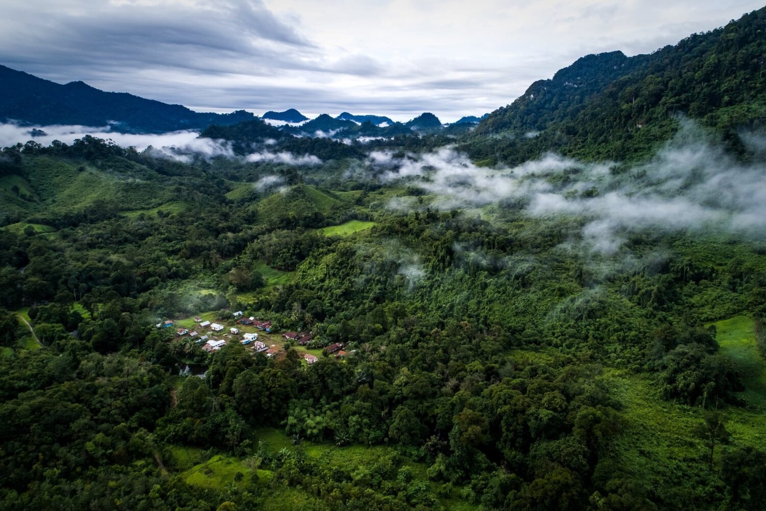 A forest in West Kalimantan.