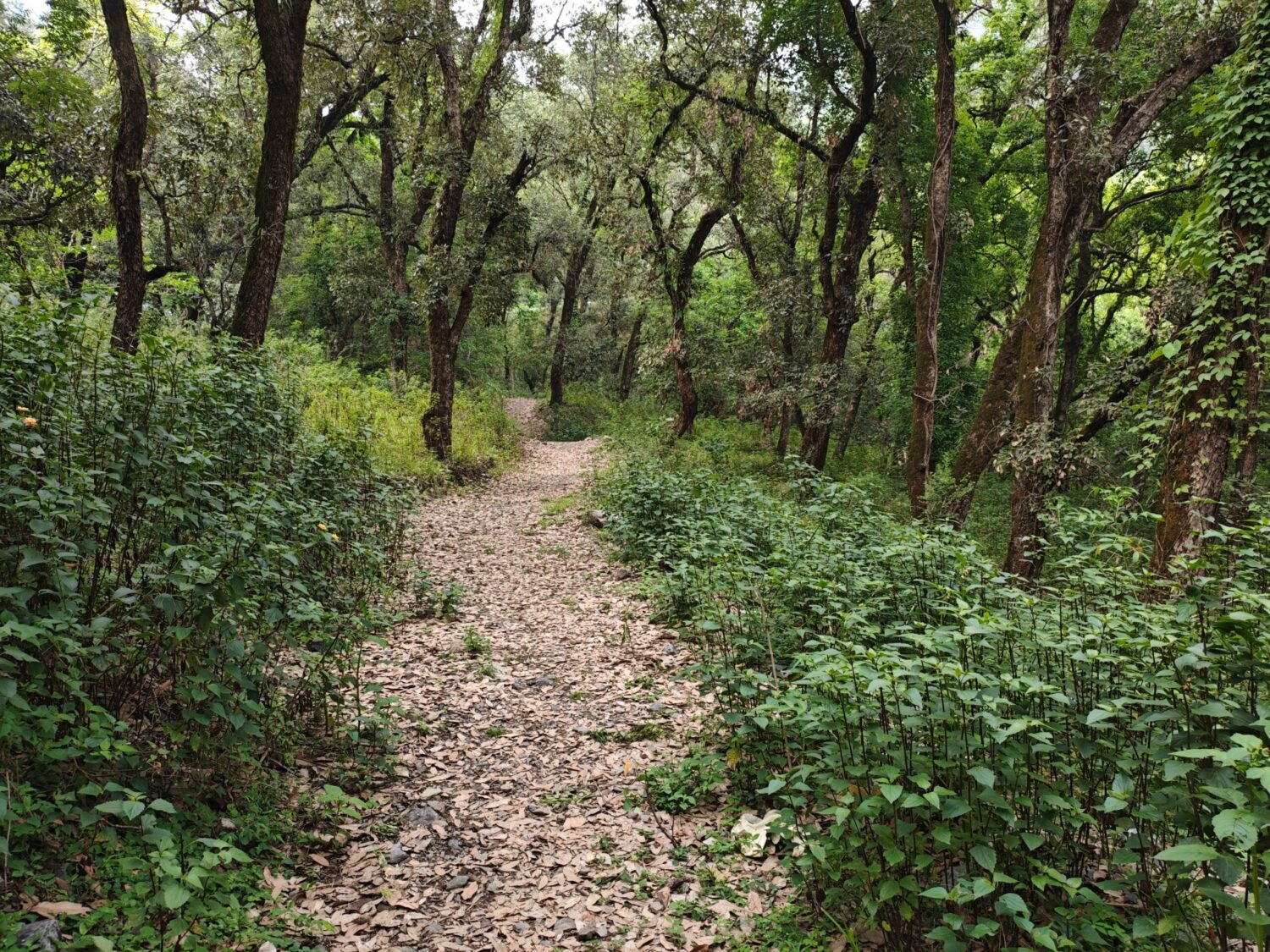 A walking trail in a forest