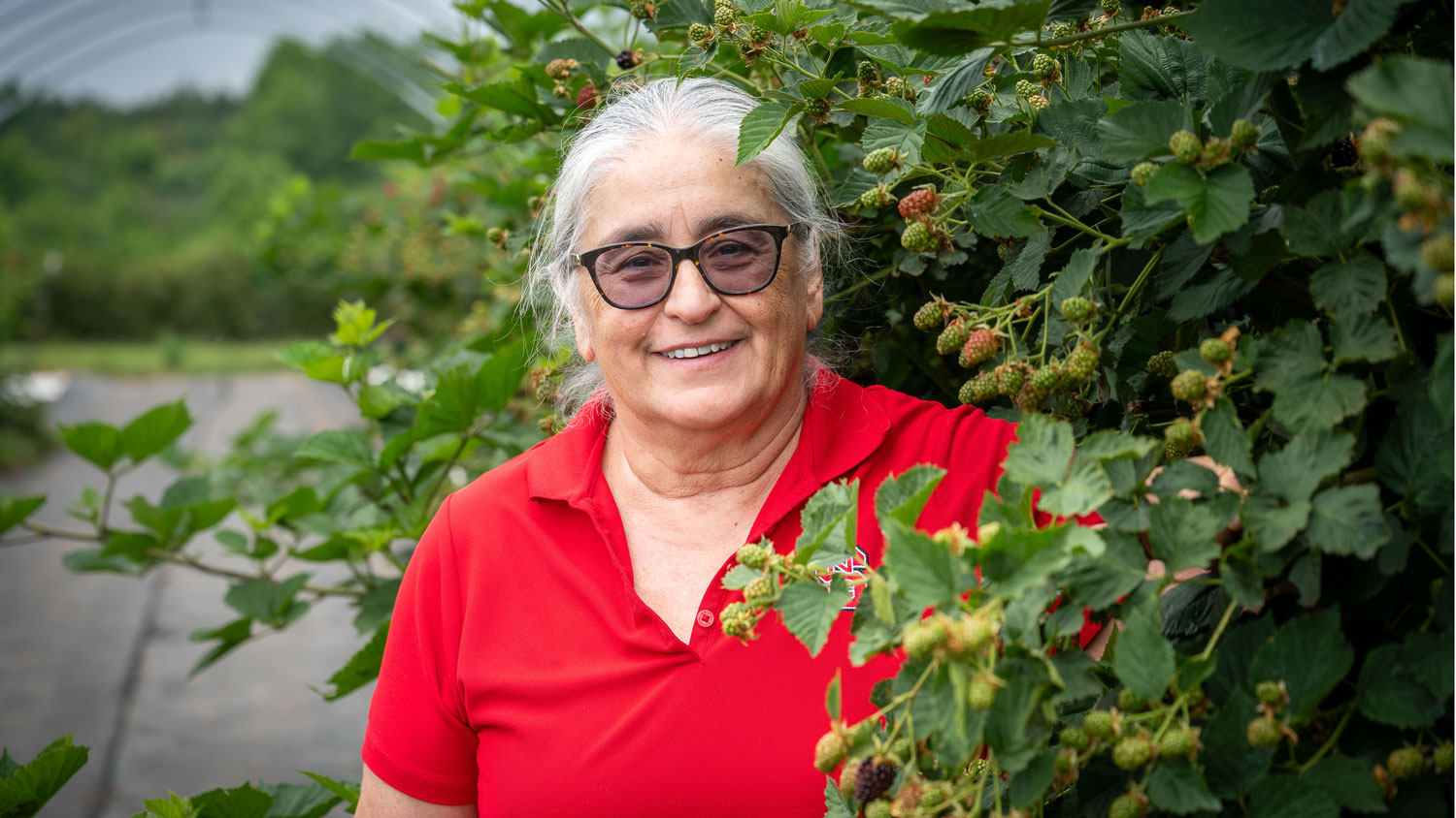 Gina Fernandez stands amid blackberry plants growing under high tunnels at the Piedmont Research Station