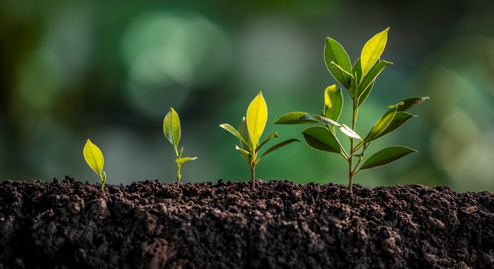 Four green seedlings show the clear progression of growth