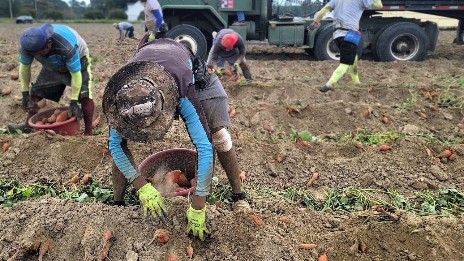 Workers in a field harvest sweet potatoes.