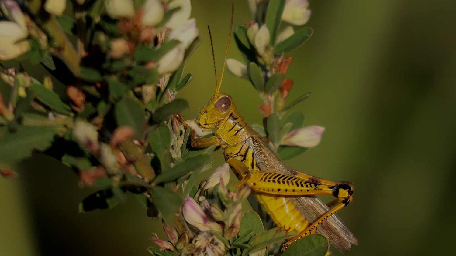 Brock Davis' “Differential Grasshopper."