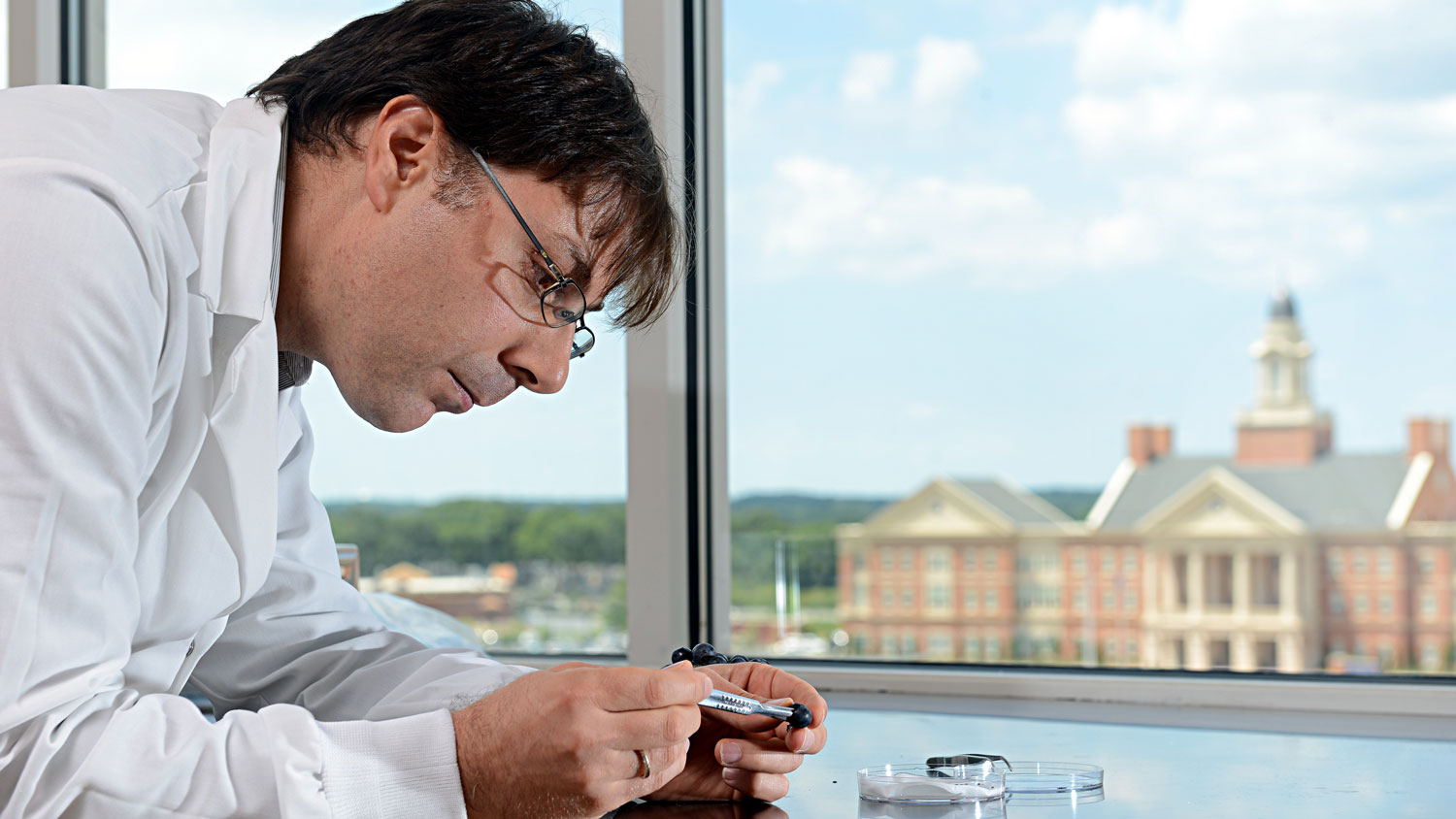 Plant geneticist Massimo Iorizzo examines a blueberry in a lab at NC State University's Plants for Human Health Institute in Kannapolis. Other buildings at the North Carolina Research Campus buildings are visible through the window behind him.