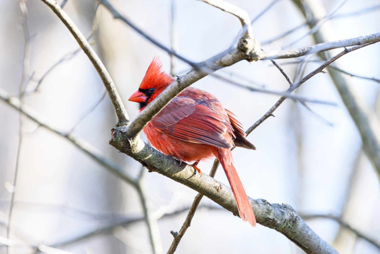 A cardinal sitting on a branch
