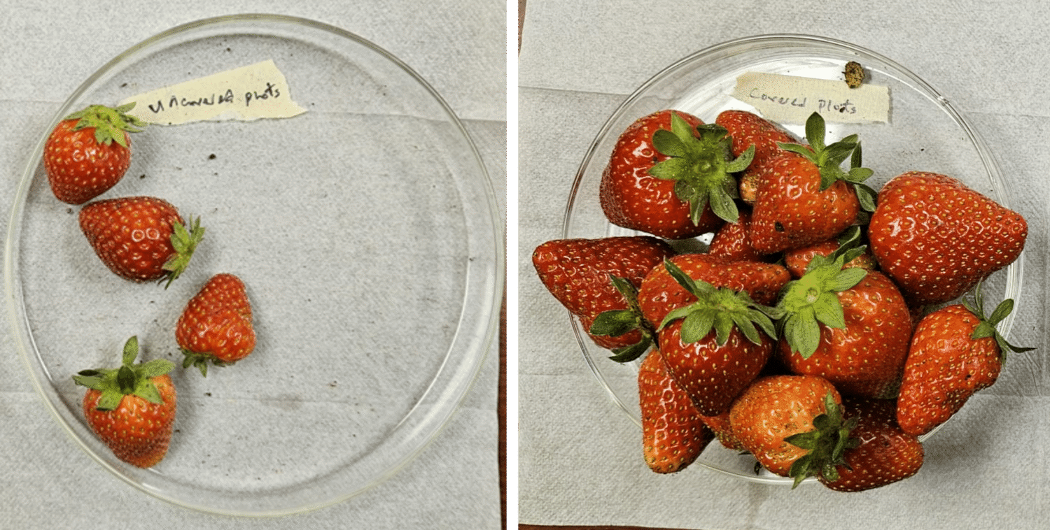 Strawberries. The left dish contains berries grown without Plant Armor, while the right dish contains those grown with it.