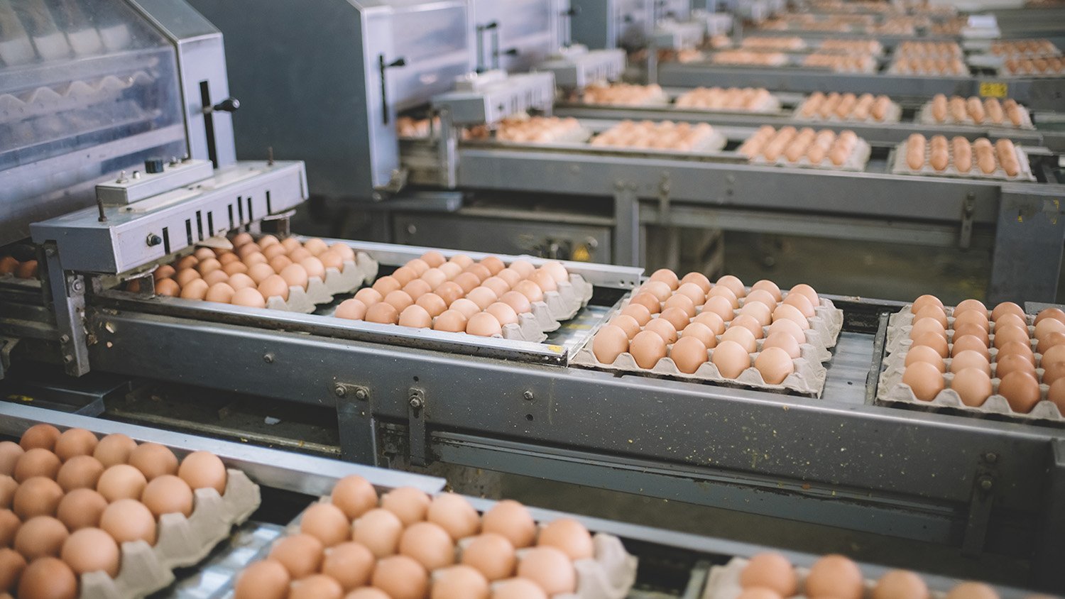 tan colored eggs in open cartons on conveyor belts going through processing machines