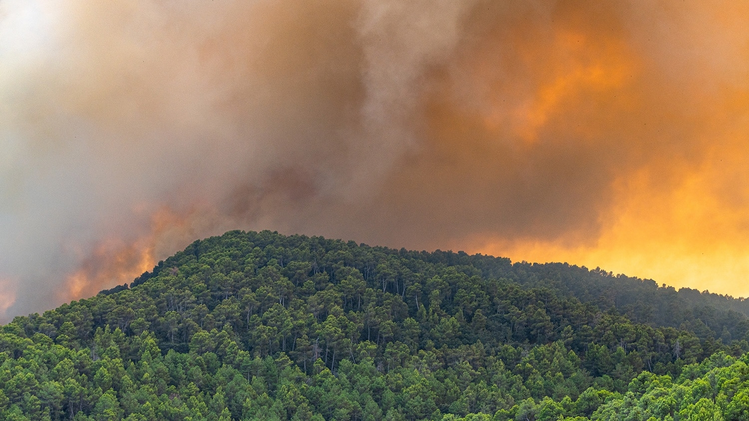 A thick plume of orange smoke rises over a tree-covered hillside.